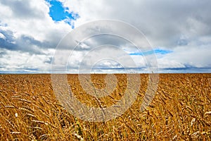 ÃÂ¡ereal fields. Spikelets in the field, cereal fields.